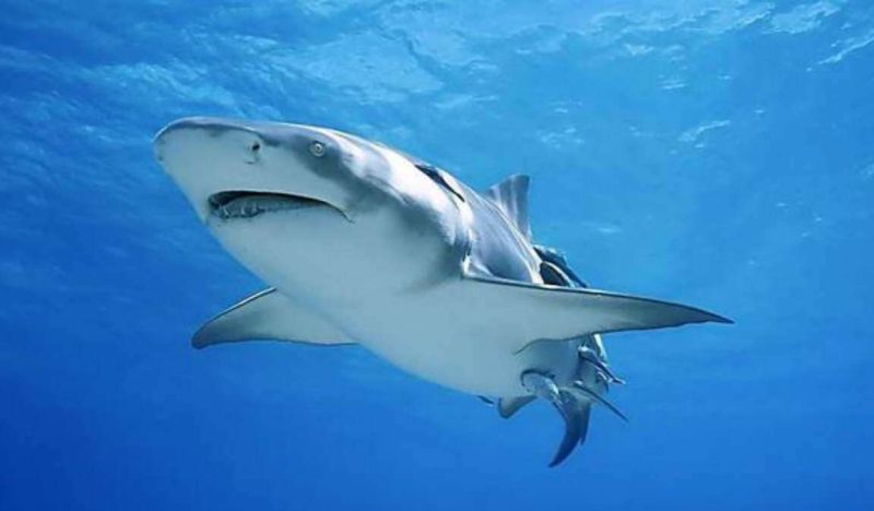 鲨鱼为人类“保驾护航”之谜(曾经救过人类的鲨鱼)