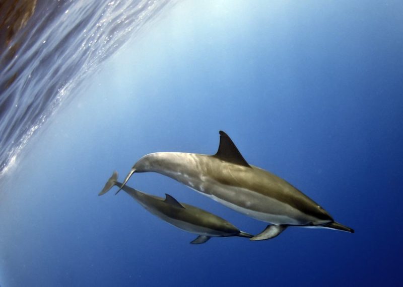 海豚种类有多少种(关于海豚的介绍）