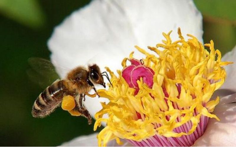 蜜蜂和蝴蝶是如何授粉的
