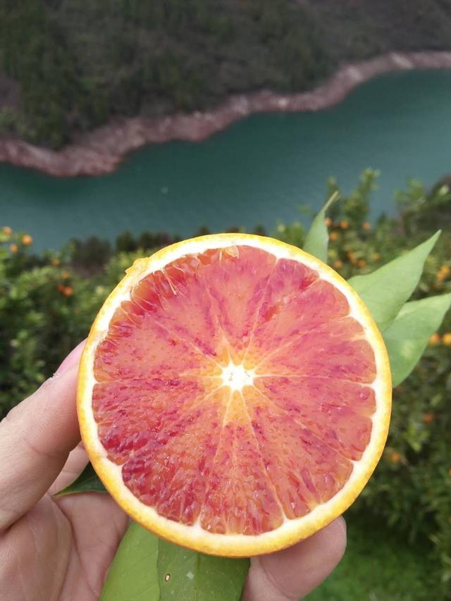 怎么买到真正的血橙：手把手教你辨别红橙和血橙！