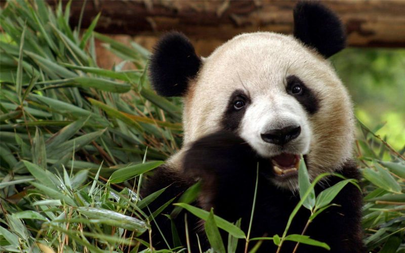 大熊猫是几级保护动物（大熊猫为什么是国宝）