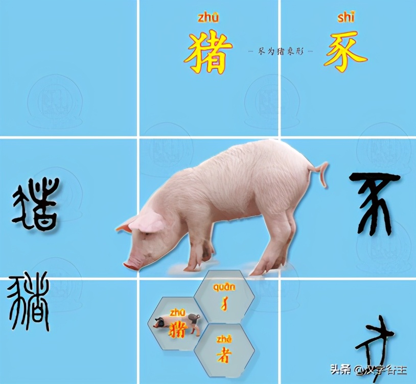 从“豕”字到“猪”，看猪的进化与圈养