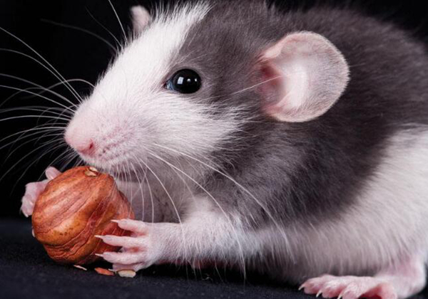 老鼠最怕什么气味