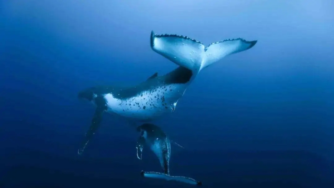 现在流行一句话，一鲸落，万物生，背后隐藏的深意是什么？