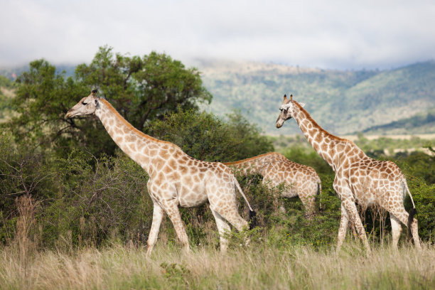 长颈鹿是世界上现存最高的陆生动物，野外的寿命为27年左右