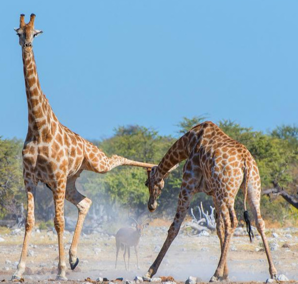 长颈鹿是世界上现存最高的陆生动物，野外的寿命为27年左右