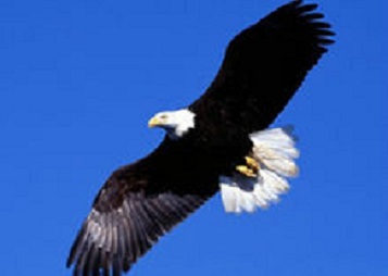 美国人为何把鹰作为国徽标志？原来背后大有深意