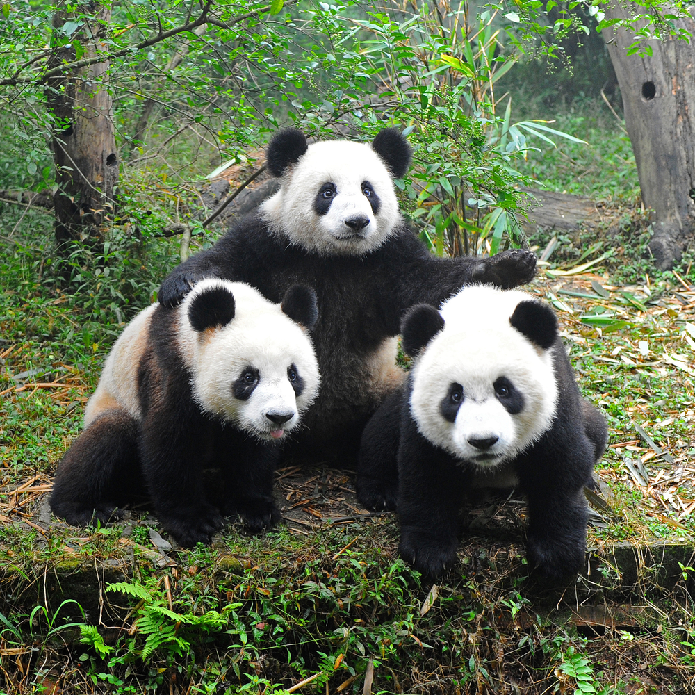 科学解读“熊猫降级”，因何被降级？会对保护产生什么影响？