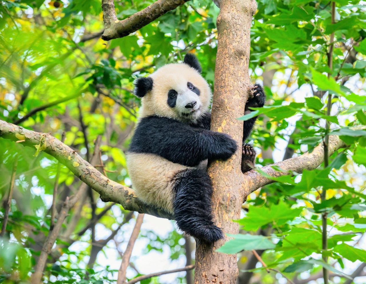 科学解读“熊猫降级”，因何被降级？会对保护产生什么影响？