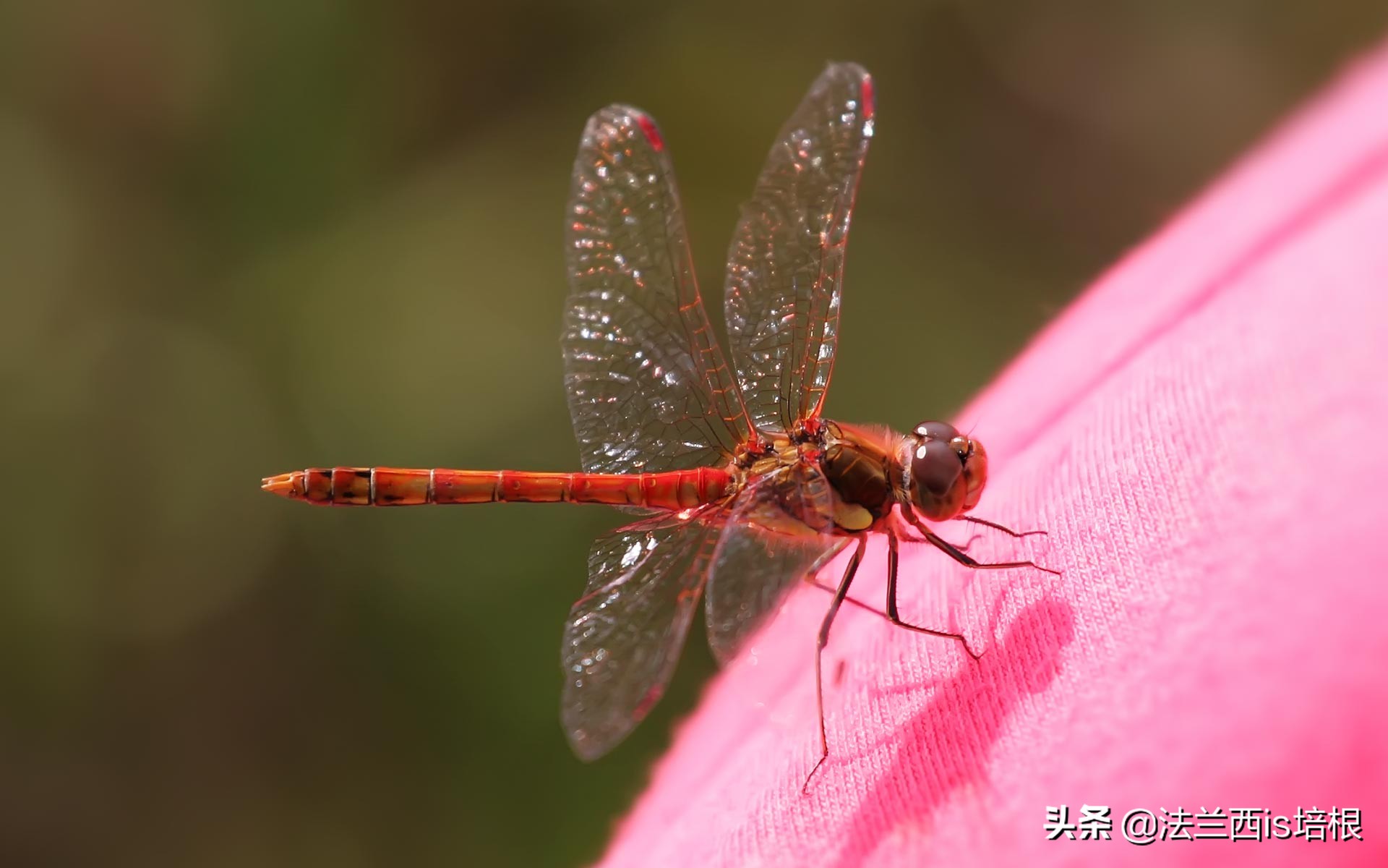 蜻蜓缩小到苍蝇的个头，还能追上苍蝇吗，它俩谁是王牌飞行员？