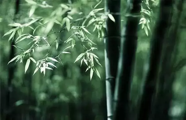 植物小知识，竹子是树吗？植物会跑吗？