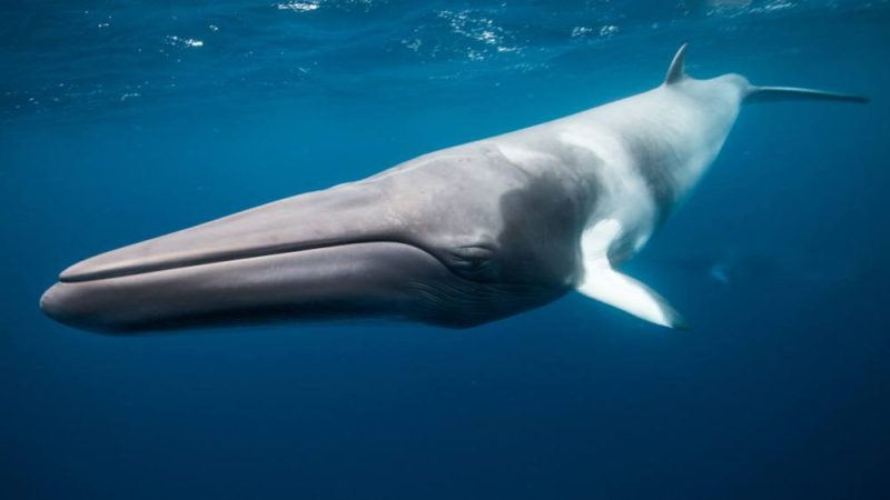 海洋中最大的哺乳动物是什么