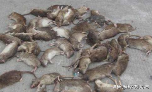 农村的老鼠太多，教你5个灭鼠绝招，来一只死一只！
