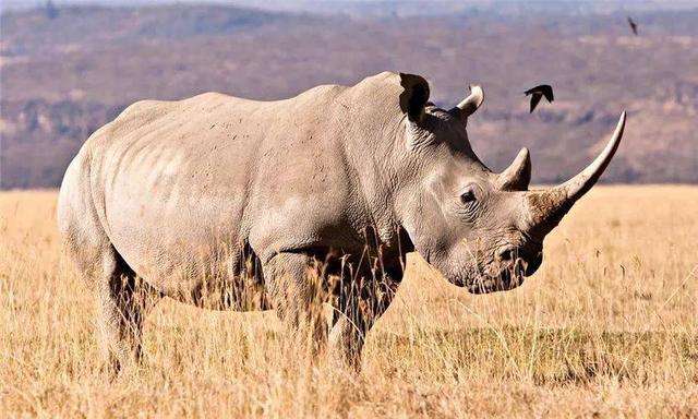 世界上最大的犀牛