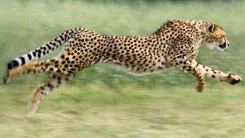 跑得最快的动物是什么