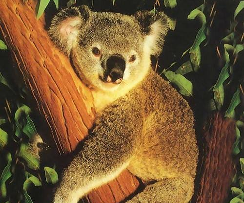 现在在你们面前的是：澳洲国宝、桉树克星、呆萌可爱树袋熊