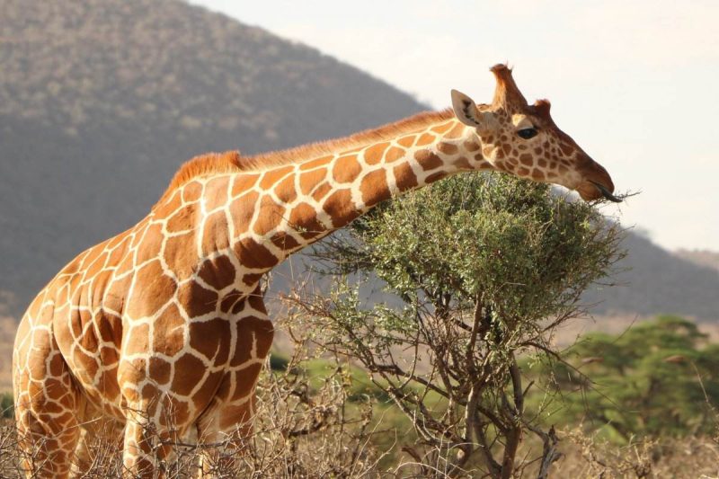 地球上最高的动物是什么