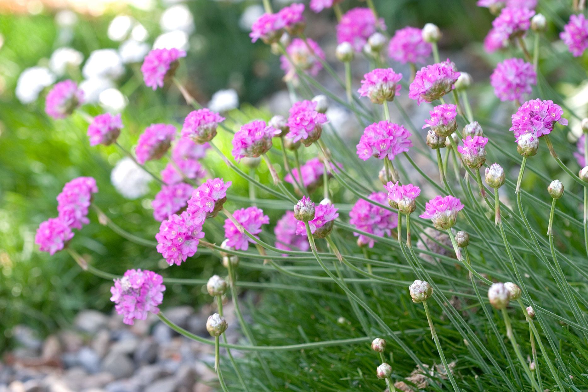 13种适合在花园里种植的粉色花朵，让春天一直陪在你左右吧