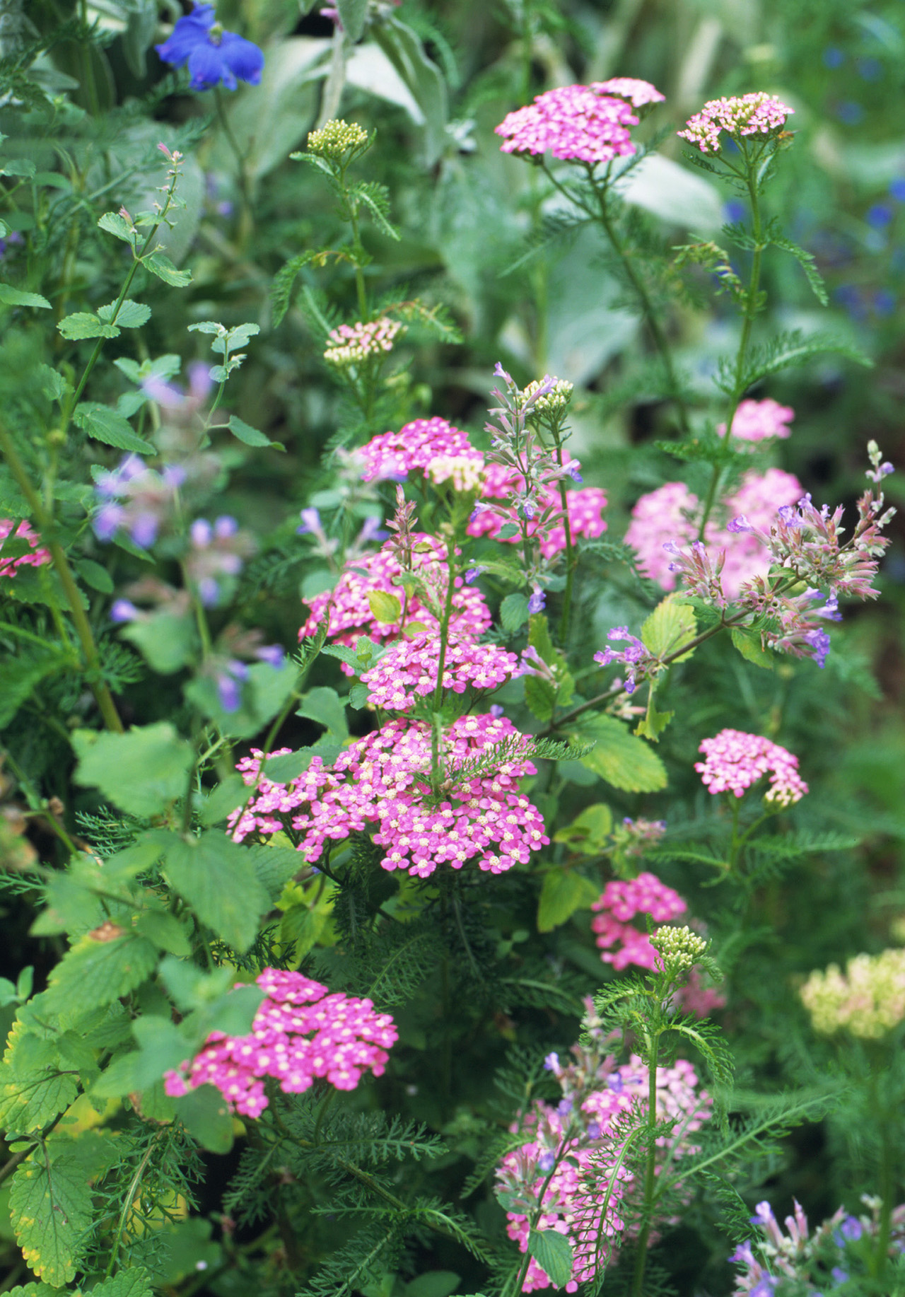 13种适合在花园里种植的粉色花朵，让春天一直陪在你左右吧