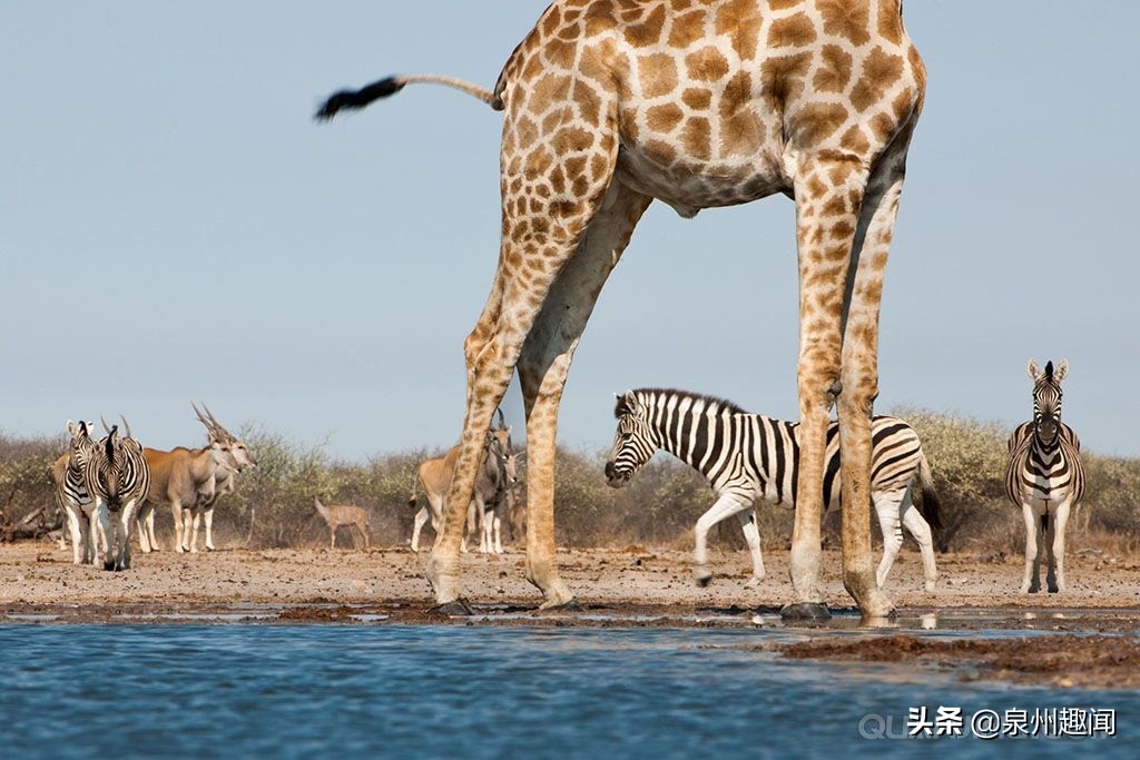 非洲大草原的标杆，优雅的长颈鹿