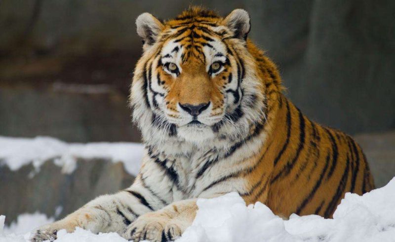 世界上体型最大的虎