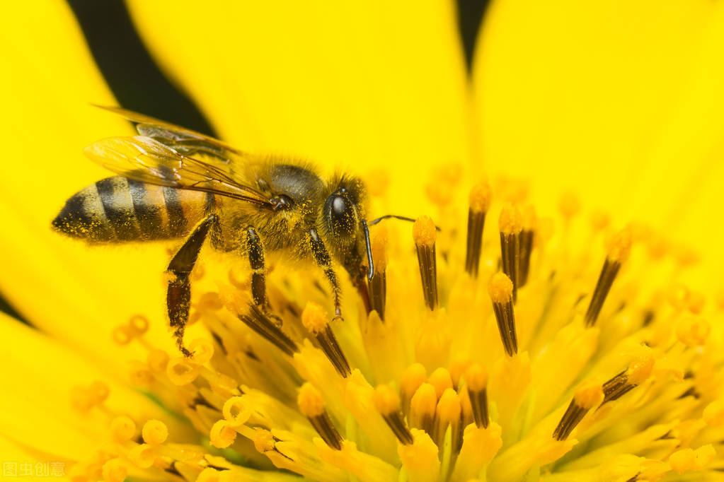分享关于蜜蜂的15个小知识