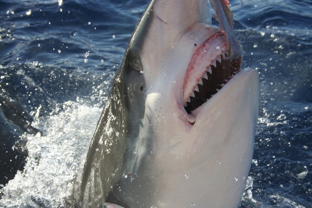电影里都是骗人的？科学家用实验告诉你真相：鲨鱼对人血没兴趣