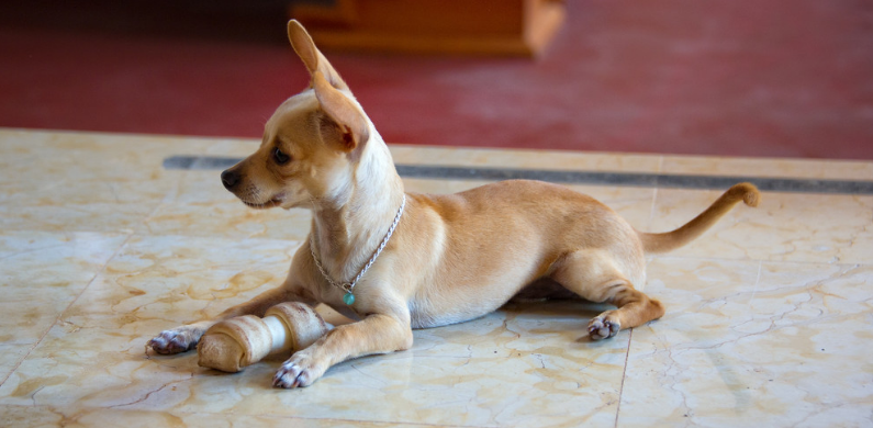 体型最小的犬种是什么