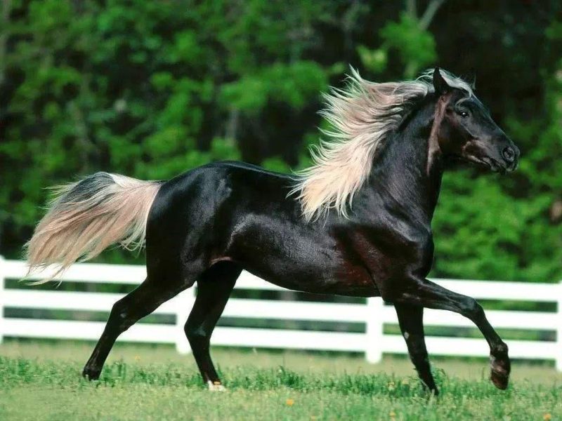 世界上跑得最快的马是什么马