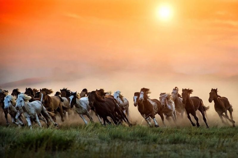 世界上最耐久的马是什么