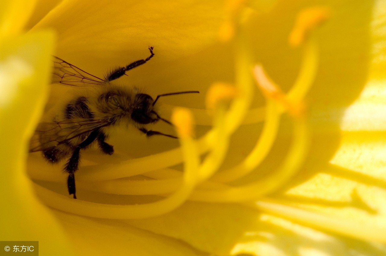 蜂蜜花粉除了四大奇效，更是有这7个作用，对人体健康很有帮助