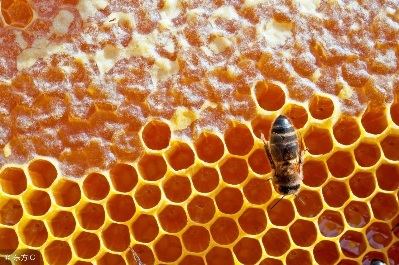 蜂蜜花粉除了四大奇效，更是有这7个作用，对人体健康很有帮助