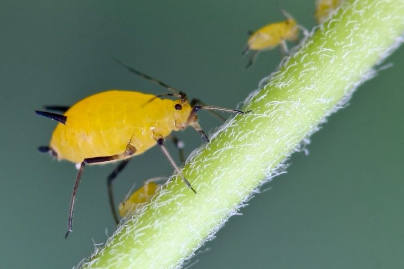 繁殖最快的昆虫是什么