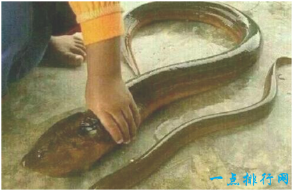 世界上最大的黄鳝，长1.5米重36斤，有成人小腿粗细