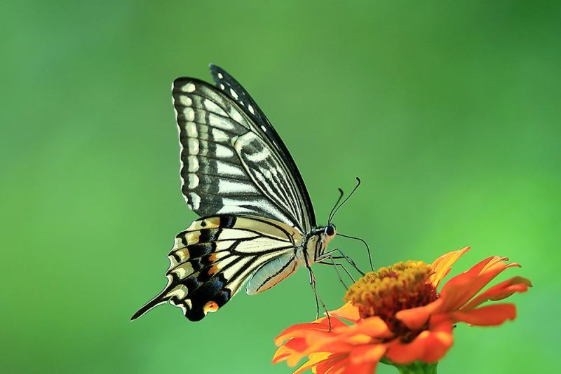 最大与最小的蝴蝶分别是什么