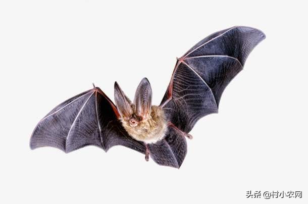 蝙蝠是一种很不受欢迎的动物，家里进了蝙蝠，这4招帮你来驱赶！