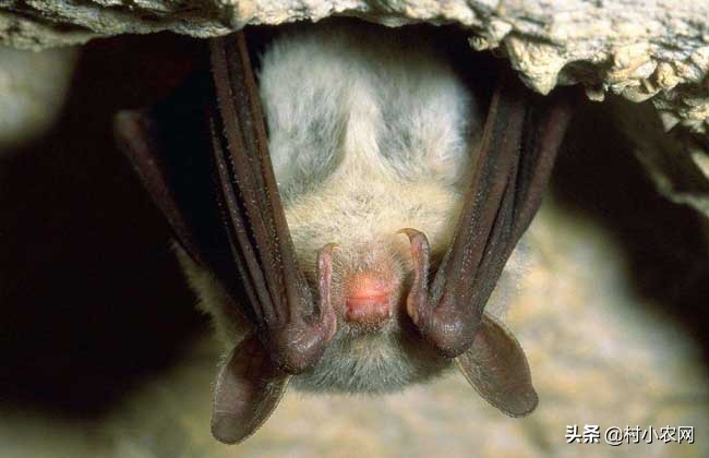 蝙蝠是一种很不受欢迎的动物，家里进了蝙蝠，这4招帮你来驱赶！