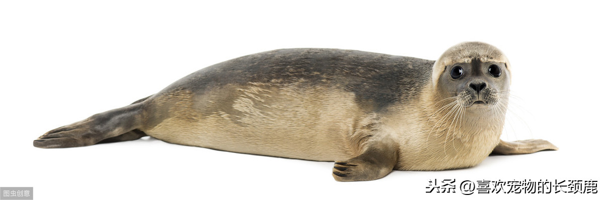海洋哺乳动物进化的中间环节——海豹