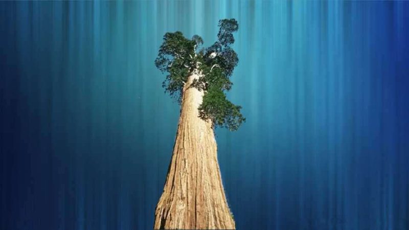 体积最大的树是什么 世界上体积最大的树