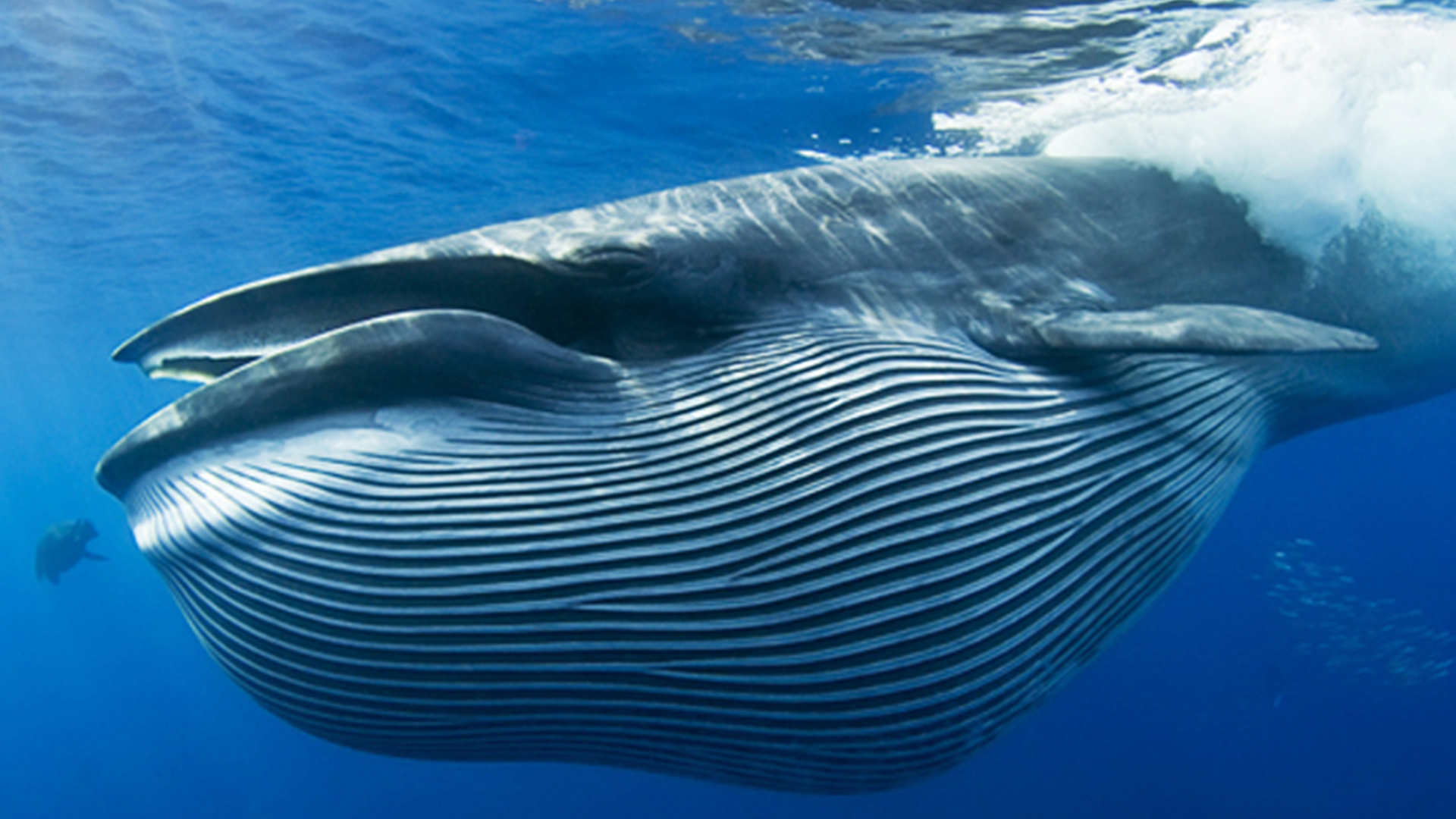 盘点地球上最大的10种鲸鱼，座头鲸仅排第7，蓝鲸一天要吃4吨