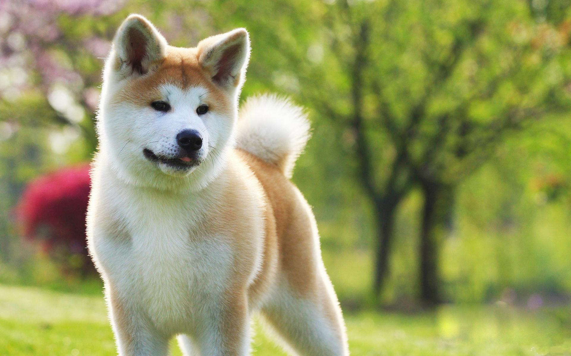 据说这是全世界最贵的10种狗狗，藏獒强势入榜，第一是个啥？