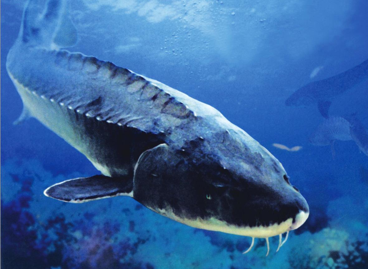 世界上最大的淡水鱼，重达2000斤，曾与恐龙一同生存！