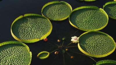 叶子最大的水生植物 叶片最大的水生植物是什么