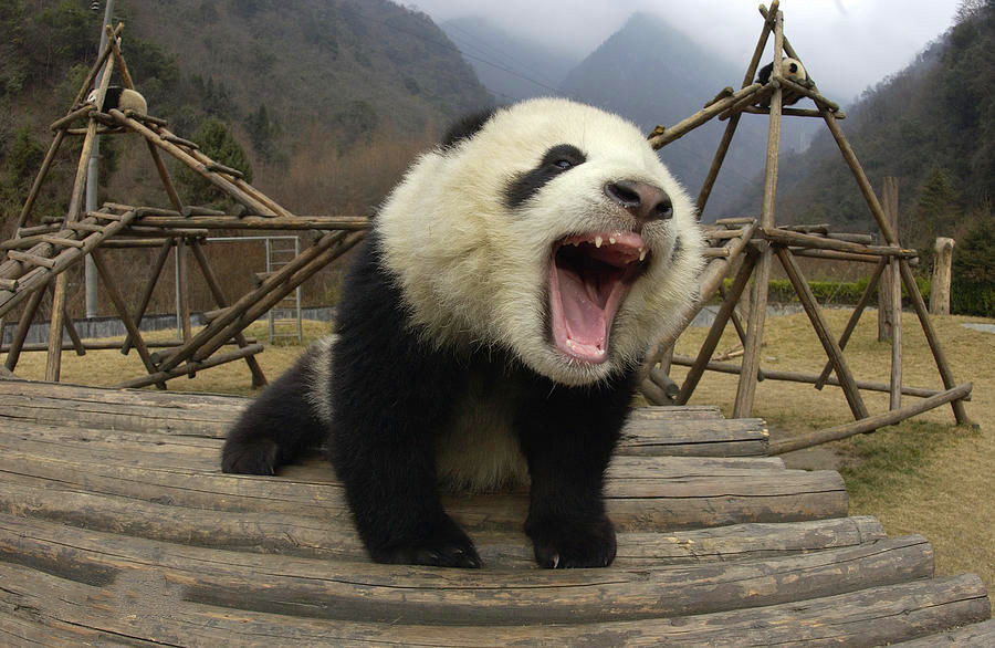 盘点世界各国的国宝动物；中国的大熊猫、美国的白头海雕