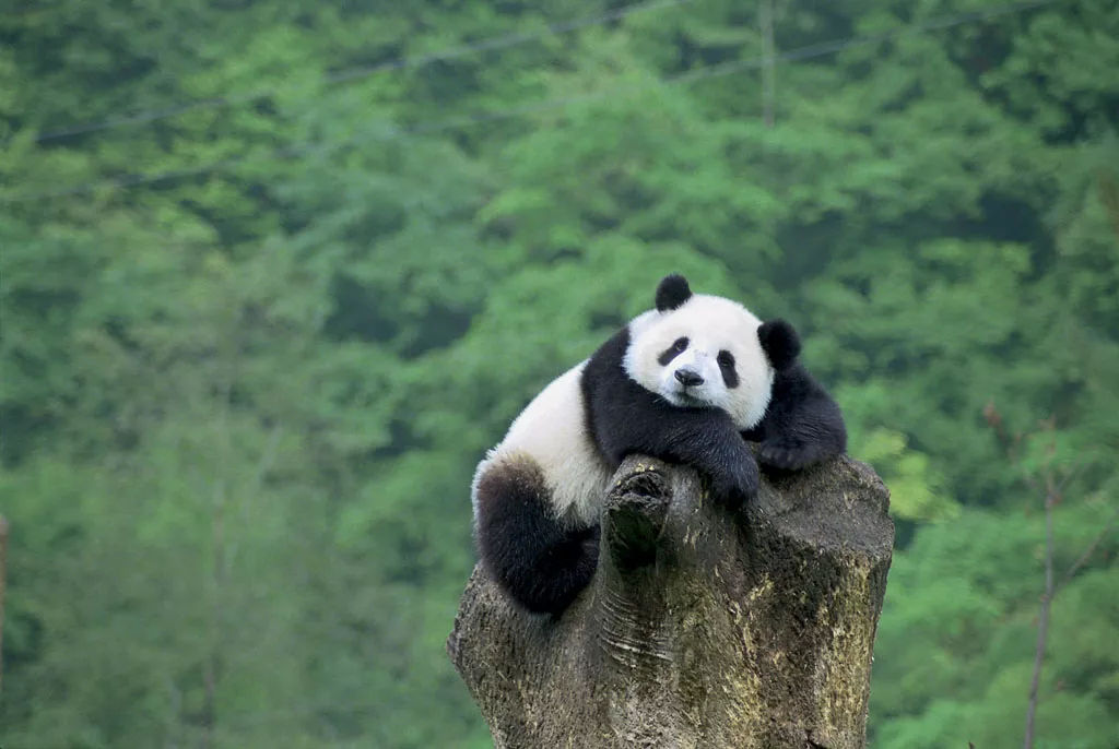 盘点世界各国的国宝动物；中国的大熊猫、美国的白头海雕
