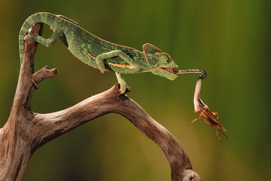蜥蜴｜分布广泛的“狠人”家族，以昆虫为食，以自残求生