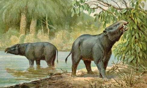 在几千万年的时间里，大象是怎么进化出这么长的鼻子的？