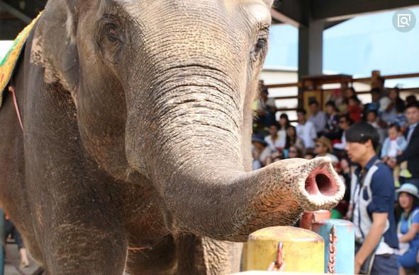 在几千万年的时间里，大象是怎么进化出这么长的鼻子的？