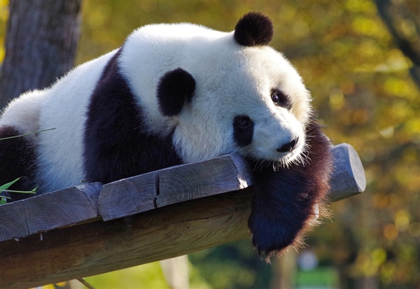 研究发现：大熊猫的牙齿原来可以自我修复