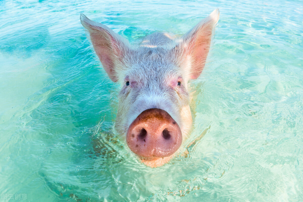猪会游泳，不过水性不佳